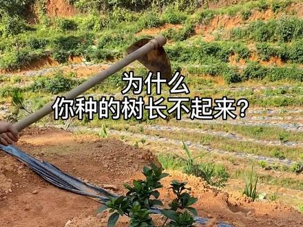 种树长不高,大得慢!很多人都做错了,看看你有没有这种情况?#催海滔 #柑橘动力
