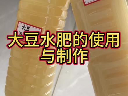 大豆水肥发酵保姆级教程,如果不能及时观察排气就不要拧紧瓶盖、大豆水肥半厌氧发酵即可#大豆水肥 #有机氮肥#大豆水肥发酵 #阳台种植 #有机蔬菜