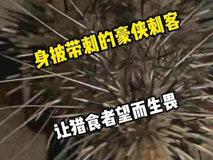 #新农人计划2021身披带刺的豪侠刺客,让猎食者望而生畏!#豪猪 #养殖技术 #科普 @DOU+小助手