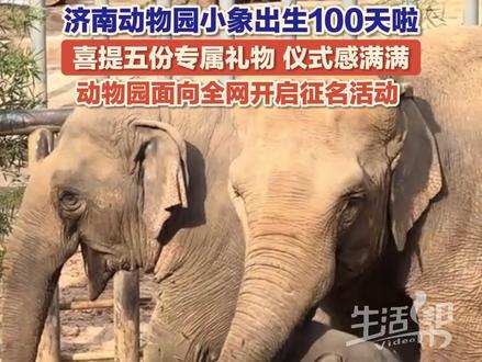 11月23日,济南动物园小象出生100天啦!喜提五份专属礼物,仪式感满满 。11月23日—12月2日,动物园面向全网开启征名活动,你觉得“小黑胖”叫什么好?#济南动物园