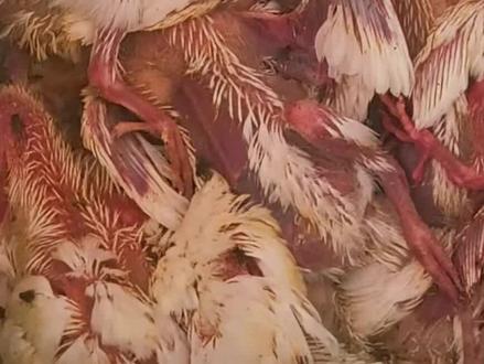 要2个病毒同时控制