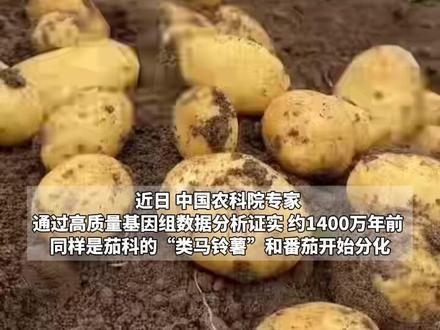 奇奇怪怪的小知识!#土豆妈妈证实是番茄