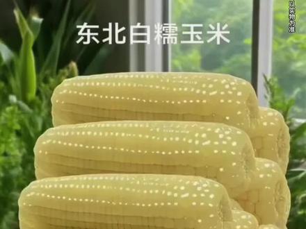 东北白糯玉米#糯玉米 #粗粮 #东北白糯玉米 x