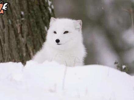 极地雪狐的120秒致命诱惑,你能挺住几秒?(强推23s到56s) #极地狐狸