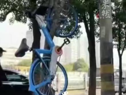 平顶山市区多辆共享单车被挂树上(新京报)