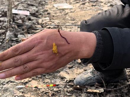 蚯蚓VS饵料,冬季鲫鱼更喜欢哪个?#野钓 #野钓鲫鱼 #野钓技巧