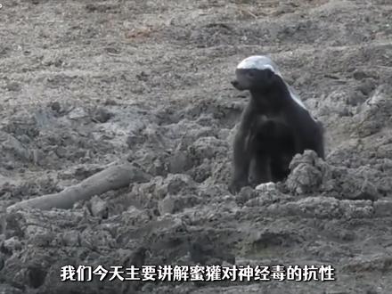 平头哥蜜獾真的有抗毒能力吗?它到底是如何抗毒的呢? #奇妙的动物 #中视频伙伴计划 #蜜獾平头哥