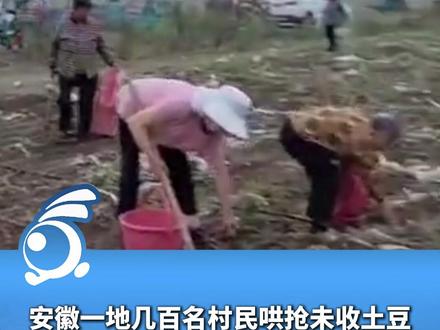 安徽宿州一地几百名村民哄抢农场内未收完的土豆,承包商: 连续四天,每天抢走十多万斤,已报警立案!