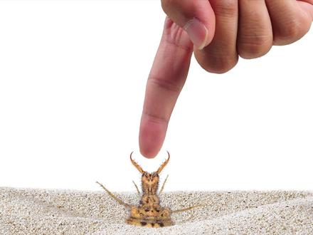 把手指喂给沙地恶魔蚁狮,会发生什么? #蚁狮 #蚂蚁 #昆虫 #动物 #实验 #爬宠