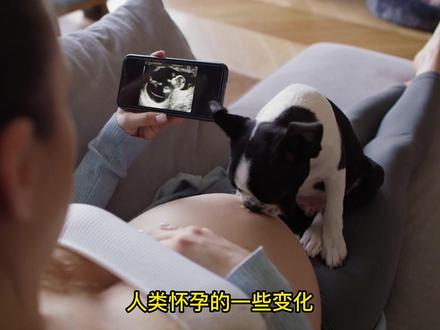 狗狗那能感应女主人怀孕了吗?#萌宠出道计划 #抖in萌宠计划 #狗子成精了 #有灵性的狗狗