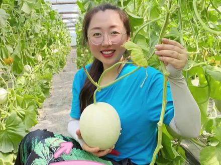 玉菇甜瓜是独生子你们知道吗?#甜瓜 #玉菇甜瓜 #莘县 #选品