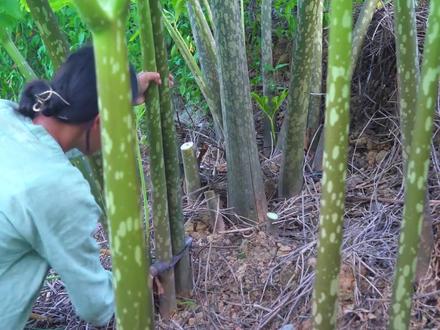 魔芋全身有毒,为什么还那么多人吃