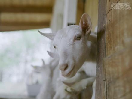 羊的瞳孔为什么是长方形的?
#科普 #动物世界 #冷知识 #羊的眼睛 #羊眼
羊的长方形瞳孔为它们提供了更广泛的水平视野...
