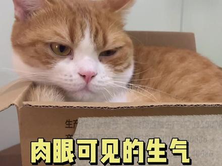 没有一颗猫粮是白吃的@DOU+小助手