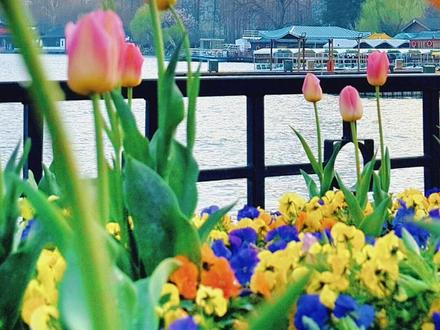 3.11南京玄武湖的郁金香开了,最火的机位在这里!
#南京旅游 #玄武湖 #南京赏花 #春天的郁金香我先拍了 #你可以永远相信南方的绿化带