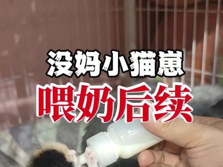 后续来了,洗完澡后,尝试给它找个奶妈,猫妈是接受了,但它不会吃,还得人工先喂着。#小奶猫 #捡猫 #捡猫后续 #流浪猫救助