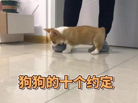 狗狗的十个约定,好好爱它,因为它的世界里只有你 #萌宠出道计划 #萌宠 #宠物
