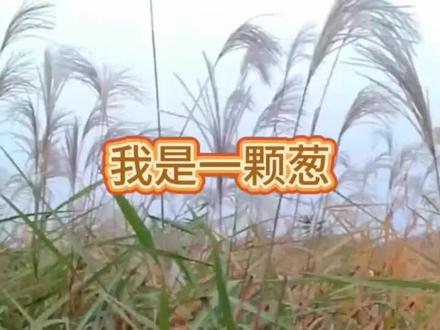 我是一颗葱!#歌曲#歌曲音乐 #歌曲音乐欣赏