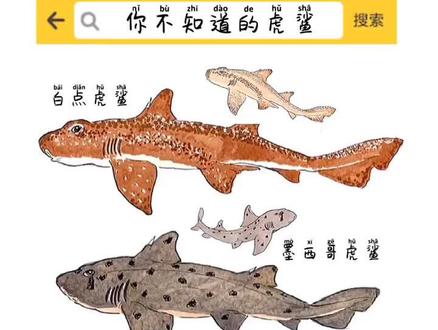 #我要上热门 你不知道的虎鲨!挑战画所有鲨鱼,今天虎鲨目第6种已完!#学浪计划 #画画 #手绘