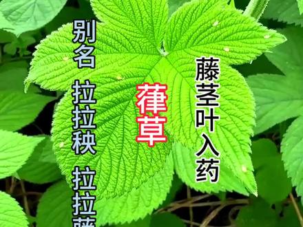 野外见到这个带刺藤蔓植物,有很多人讨厌它,但它的能力大着呢?它就是葎草#植物#植物科普#科普知识#涨知识