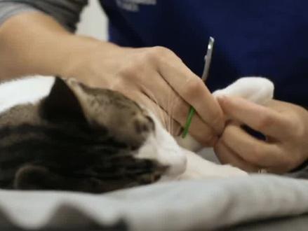 #新手养猫 #猫鼻支 猫鼻支猫支原体感染四次,第五次痊愈经历分享。#科学养宠攻略 #养猫经验分享