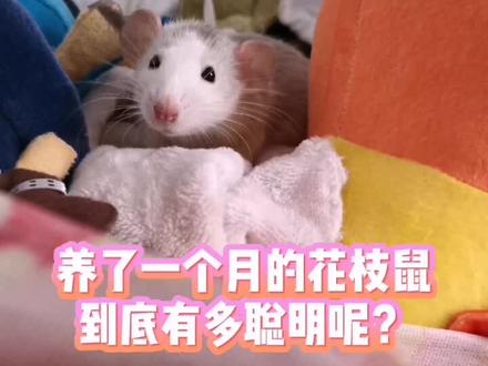 #棉花糖的训练合集 下面该训练棉花糖什么呢?大家给点意见呀😜#花枝鼠 #花枝鼠训练 @抖音小助手