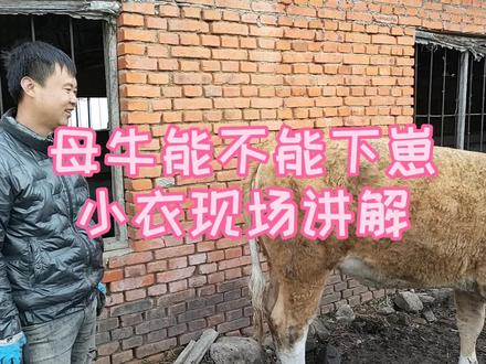 买母牛千万别买到不能下崽儿的,养一年不能带崽儿亏大了。