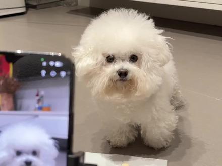 狗狗内心os:豆包你可真胡说八道! #豆包我可没惹你 #萌宠出道计划 #萌宠成精了 #动物成精 #豆包ai