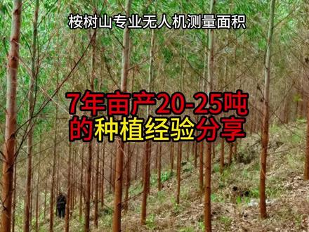 7年亩产20-25吨的种植经验分享#桉树测量 #桉树 #桉树种植 #无人机测量 #无人机测量面积