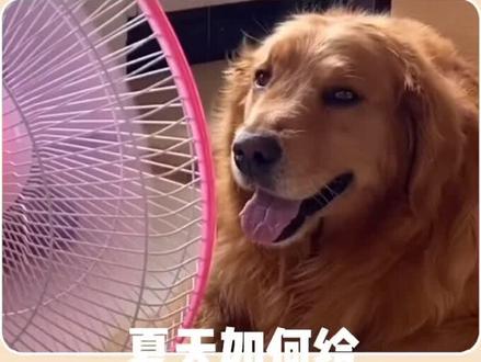 夏天如何给狗狗散热?方法要对哦~#狗狗的日常 #狗狗 #宠物知识