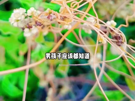 菟丝草在我国是一种烦人的杂草,泰国人却当作蔬菜食用! #菟丝草 #趣闻 #科普 #涨知识