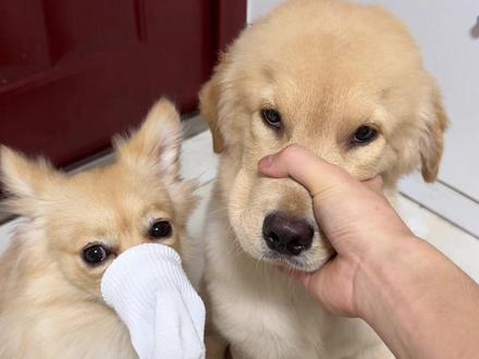 疯狗 咱们闭嘴一分钟#水灵灵的小狗 #狗狗的迷惑行为 #金毛的日常