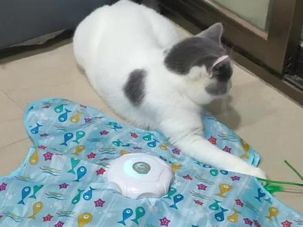 五角星避雷,你家孩子会耳聋#猫咪玩具 #五角星玩具 #抖音小助手