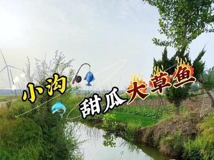 小沟甜瓜大草鱼 #钓鱼#野钓#野河野钓#老坛甜薯#聚鱼多