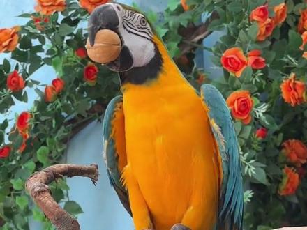 #简笔画 @高高教你画鹦鹉和动物 #鹦鹉🦜