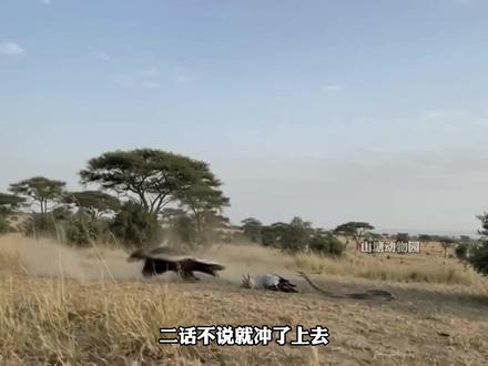 蛇鹫克星翻车!被黑曼巴咬中脖子当场毙命,平头哥霸气复仇。 #动物世界 #蜜獾 #黑曼巴 #蛇鹫 #斑鬣狗
