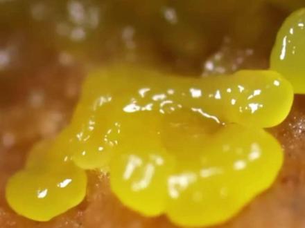 最神秘生命体——黏菌
