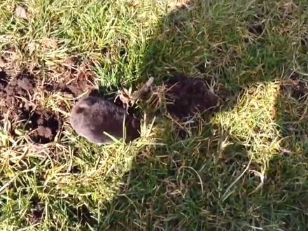 我和我们家#鼹鼠的故事…这就是大家心心念念的鼹鼠,现在是冬天啊…它得冬眠啊…#鼹鼠 待我开春再更新后续…