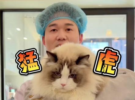 成都上门洗猫 猛虎一样的战神布偶猫!凶起来太残暴了!#上门洗猫 #喵惊喜 #布偶猫 #萌宠出道计划 #万物可爱计划