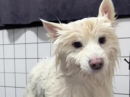 只是具备了一个成年男子正常的反应能力#宠物