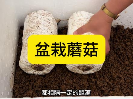盆栽蘑菇种植技术!看完视频收藏想种的时候你才找到哦