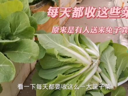 楼顶菜园每天收获好多菜,原来是有人送来兔子粪,这样发酵最简单 #阳台种植 #种菜小技巧 #农业种植