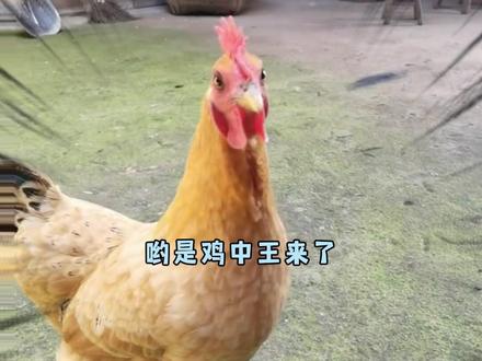 呦 是鸡中王来了#万万没想到 #抽象 #搞笑 #养鸡技术 #科学养鸡