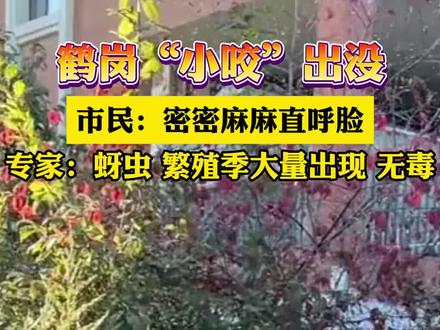 鹤岗“小咬”出没 专家:蚜虫 繁殖季大量出现 无毒