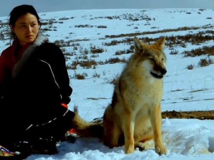狼王格林的故事,动物比人类感恩。截至2026年1月,无确切证据表明格林已死亡。16岁的它已属狼的暮年,但牧民称它仍统领着约12匹狼的族群,红外相机监测显示,它大概率仍存活于若尔盖草原狼山一带。有猜测认为,可能它的后代已开始分担族群事务,但格林的“狼王”故事依然在草原上被牧民传唱。 格林与李微漪的羁绊,从2010年的相遇延续至今。它用一生践行的“报恩”,不仅让网友牵挂,更让人们思考人与动物之间最纯粹的情感连接。