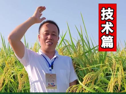 高效清除稗子,千金子,马唐