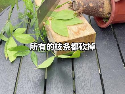 把花养爆盆的一些技巧,不同的花有不同的方法#花卉绿植 #养花小知识 #发财树 #三角梅 #月季