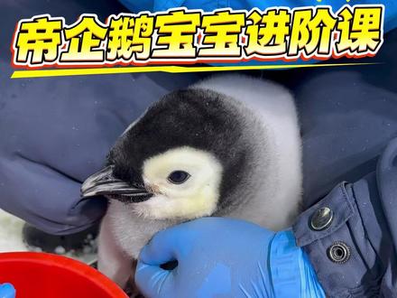 长隆帝企鹅宝宝进阶课 长隆铲屎官教你怎么喂帝企鹅宝宝,快@你闺蜜来上进阶课! #帝企鹅宝宝 #帝企鹅啾啾 #长隆海洋王国