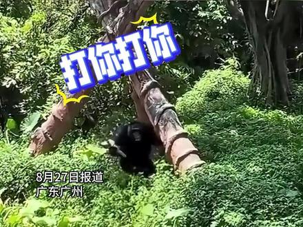 黑猩猩拿着树枝暴打
黄嘴鹮(huán)鹳(guàn)
另一只猩猩赶过来“劝架”
动物园回应:因误入黑猩猩的展区
(编辑 董隽子 责编 王牡丹)
#黑猩猩 #动物世界 #野生动物零距离 #长隆动物世界