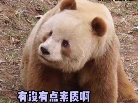 #七仔800个心眼子 路过被#七仔 瞪了一眼,它怎么这么像人#大熊猫 #搞笑